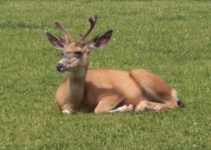waterton-deer